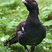 Eurasian Capercaillie